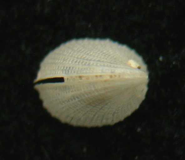 Emarginula tenera